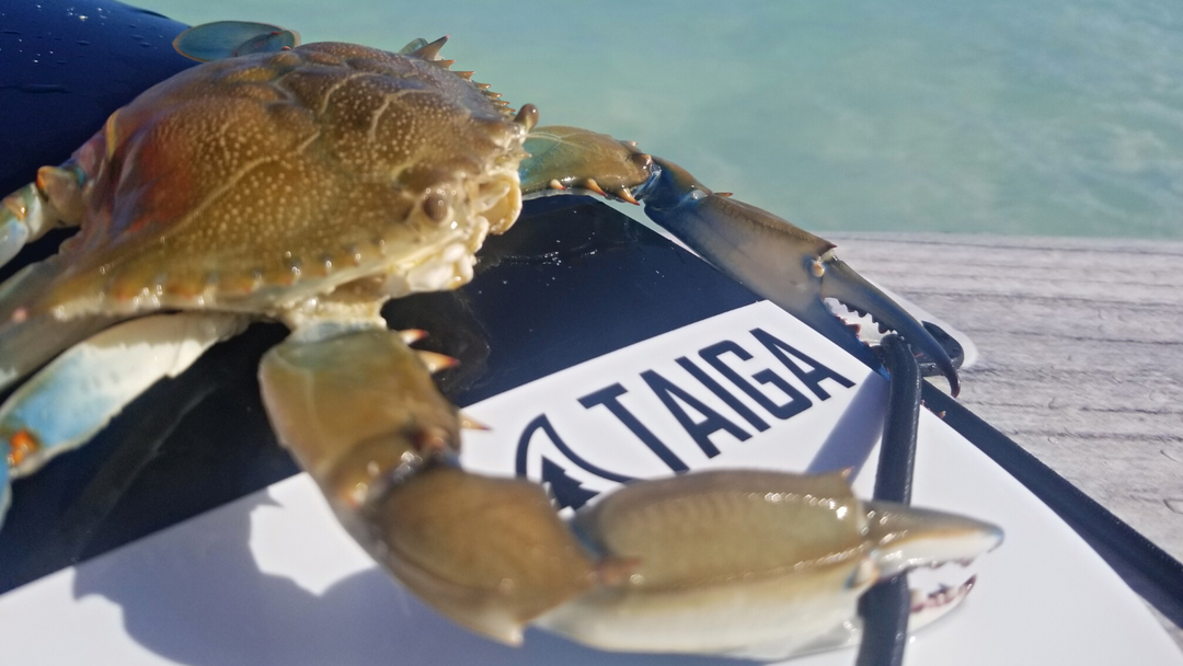 Cuba en SUP : le meilleur des deux mondes