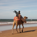 Surfer on a camel back with the Malibu 7'2'' - SURF BOARD